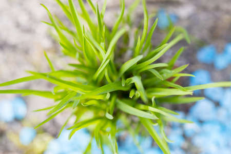 Green grass on a blue background