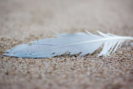 Single white sea gull feather washed up on the beach. Ragged and battered.の写真素材
