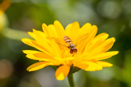 A fluffy hornet on yellow flower at a wooden background close-upの写真素材