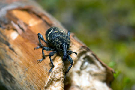 Weevil closeup with great eyes, Green mossの写真素材