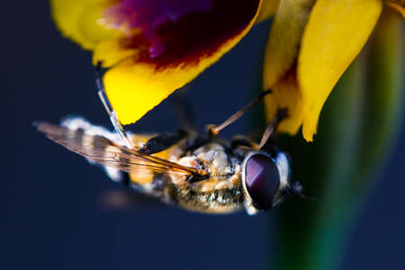 A fluffy hornet flew onto yellow flower to drink nectarの写真素材