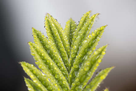 Green leaf with drops of dewの写真素材