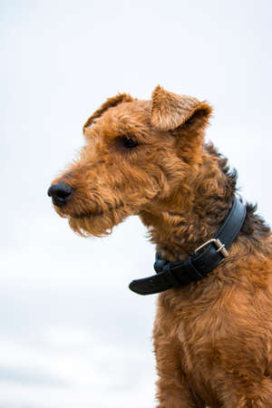 Welsh terrier dog thought with a collarの写真素材