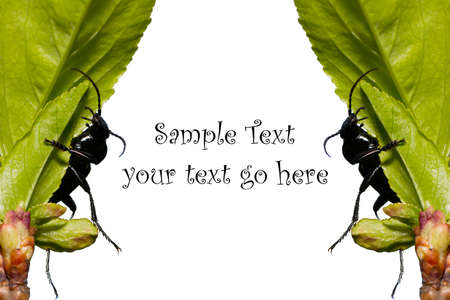 Two beetles move the leaves like curtains, creating a templateの写真素材