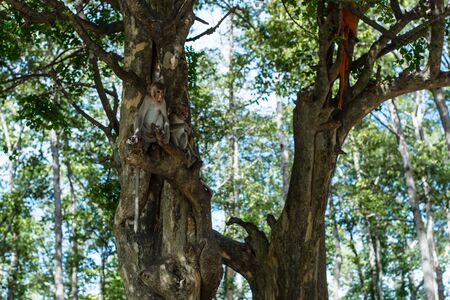 monkeyの写真素材