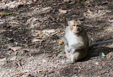 monkeyの写真素材