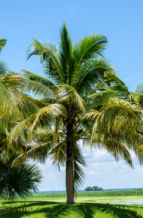 Coconut trees in the parkの写真素材