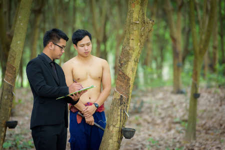 Plant researchers and farmers are checking latex from rubber trees.の写真素材