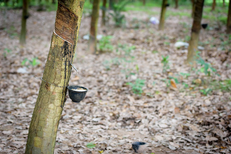 Rubber tree in the gardenの写真素材