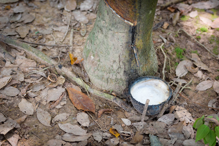 Latex from rubber tree.の写真素材
