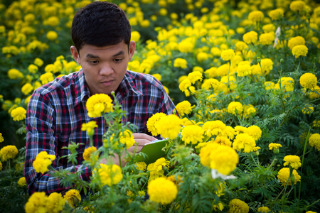Farmers went to check marigolds in the garden.の写真素材