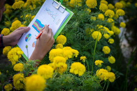 Farmers went to check marigolds in the garden.