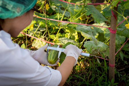 Plant researchers are checking and measuring the size of cucumbers in the garden.の写真素材