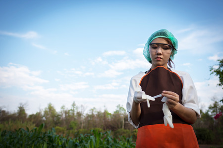 Female plant researcher is wearing gloves in corn field.