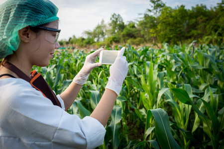 Plant researchers take photos with a camera phone while inspecting corn fields.の写真素材