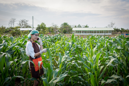 Plant researcher stands talking on cell phone while corn plantation.