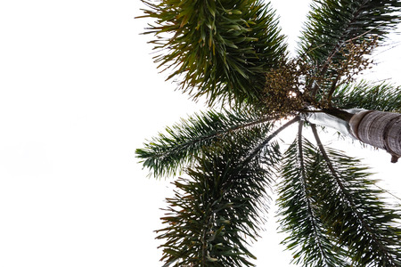 Macadamia or betel palm tree isolated on white background with clipping path.