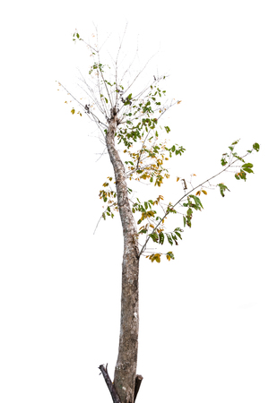 Tree isolated on white background with clipping path.の写真素材