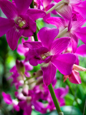 purple orchidの写真素材