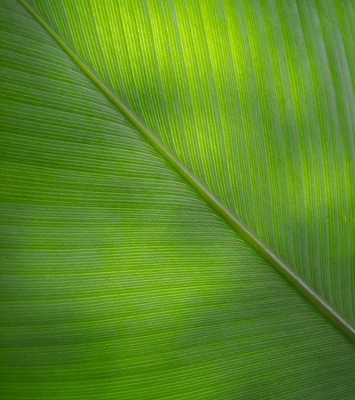 green leaf