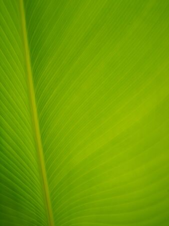 green leafの写真素材