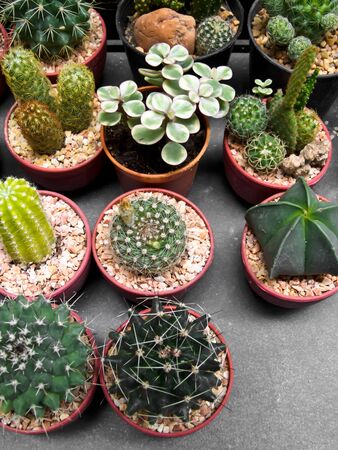cactusの写真素材