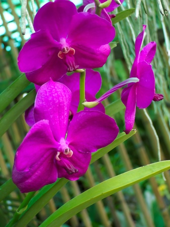 orchidの写真素材