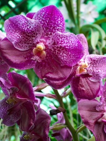 orchidの写真素材