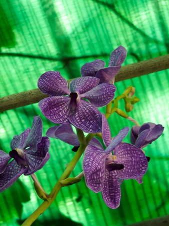 orchidの写真素材