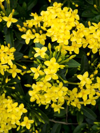 flowerの写真素材