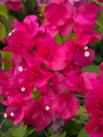 flowerの写真素材