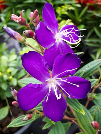 flowerの写真素材