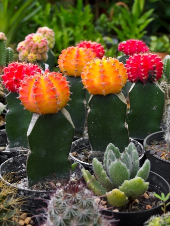 cactusの写真素材
