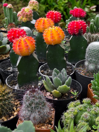 cactusの写真素材