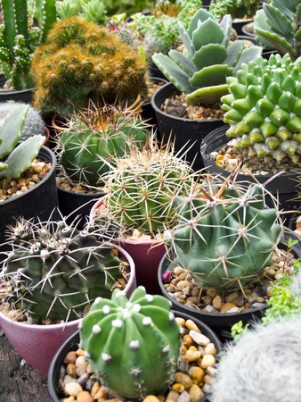 cactusの写真素材