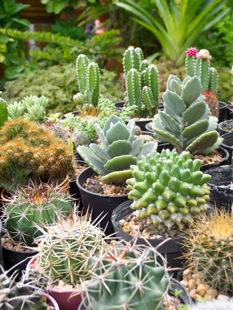 cactusの写真素材