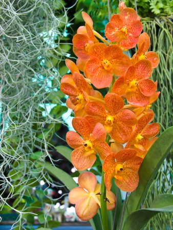 orchidの写真素材