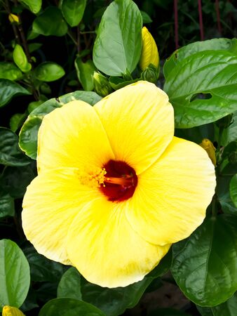 flowerの写真素材