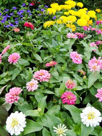 flowerの写真素材