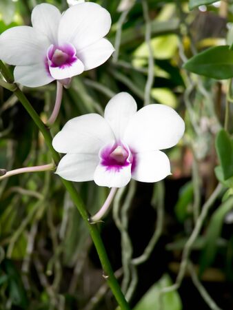 Orchidの写真素材