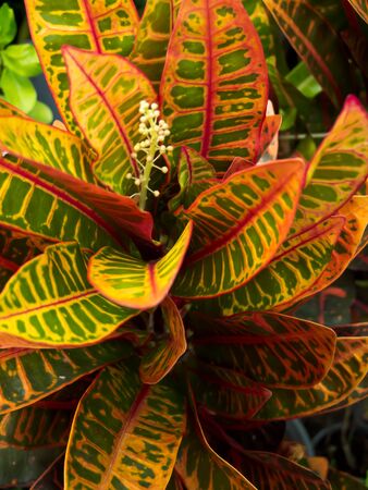 Leaf