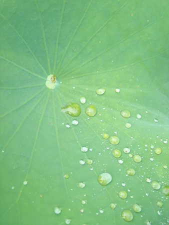 Lotus leafの写真素材