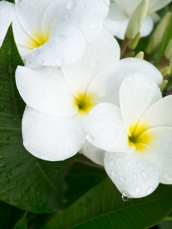 White Champakaの写真素材