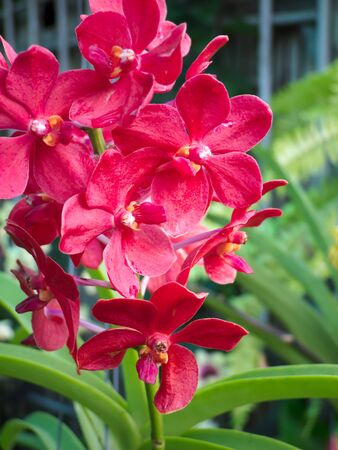 Orchidの写真素材