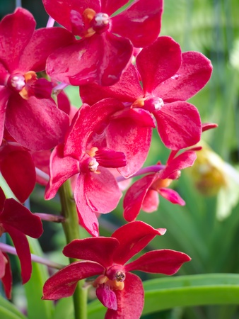 Orchidの写真素材