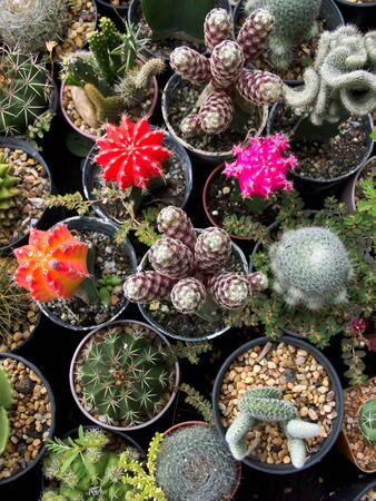 Cactusの写真素材