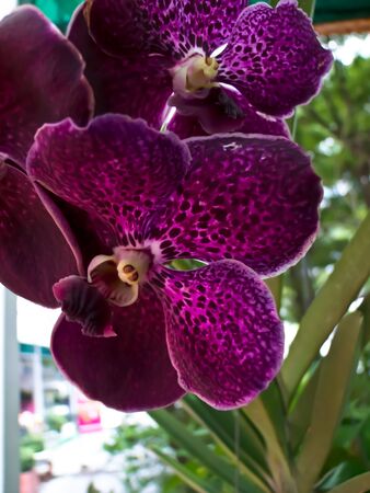 Orchid