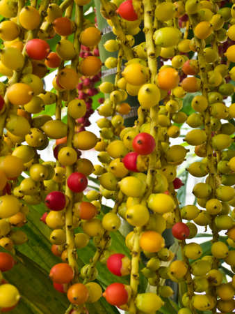 Ripe areca-nutの写真素材