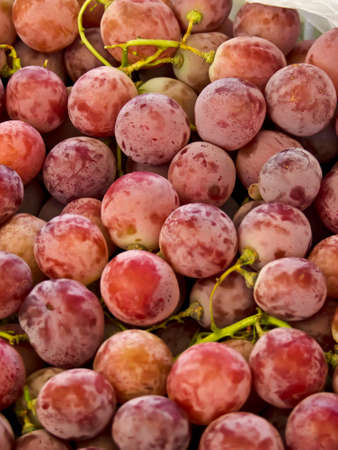  grapeの写真素材