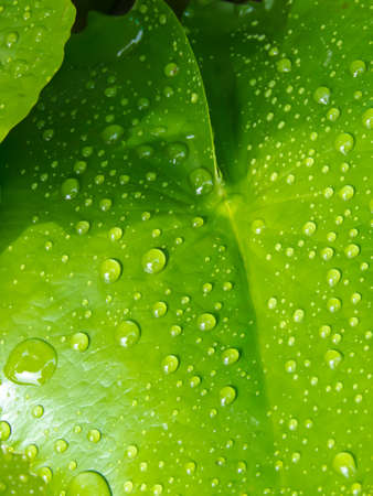 Lotus leafの写真素材